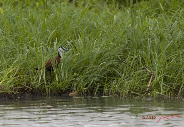 159 LOANGO Inyoungou Riviere Oiseau Jacana a Poitrine Doree Actophilornis africana 12E5K2IMG_79292wtmk.jpg